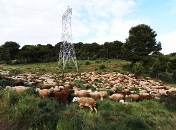 El pastoreo ovino como herramienta para el control de la vegetación