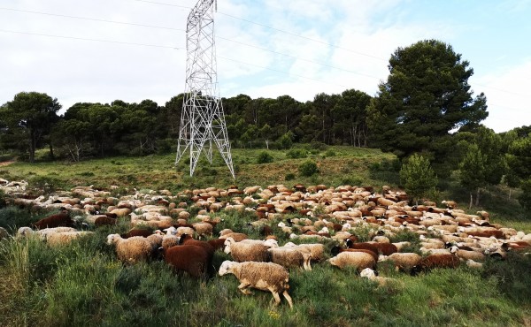 El pastoreo ovino como herramienta para el control de la vegetación