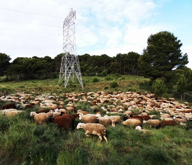 El pastoreo ovino como herramienta para el control de la vegetación