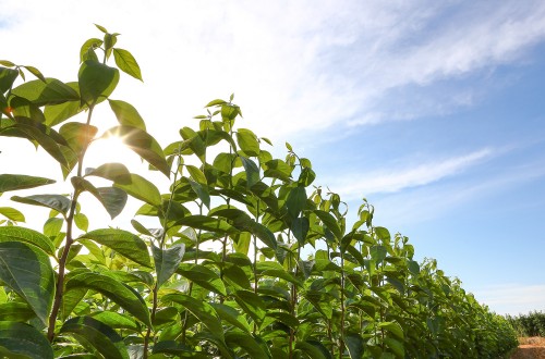 Viveros Hernandorena mostrará en Fruit Attraction la nueva variedad de kaki Ribera Sun