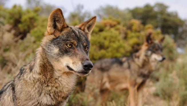 Las 4 CC.AA. «loberas» presentarán recurso contencioso ante la AN por la inclusión del lobo en el LESPRE