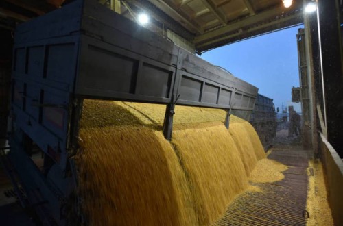 El CIC eleva la producción mundial de maíz hasta un récord de 1.209 Mt en 2021/22