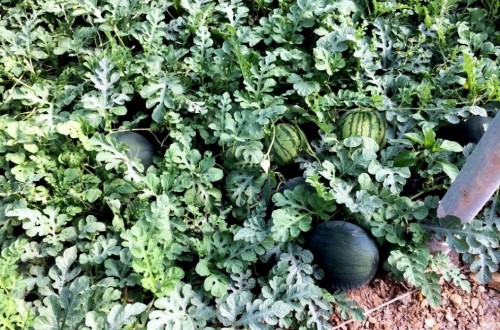 Malos precios en el melón y la sandía en el ecuador de su campaña