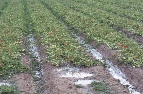 Agroseguro abona 6,3 M€ a productores de tomate extremeños