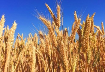 Las primeras previsiones de la FAO apuntan a un modesto aumento de la producción mundial de trigo en 2025