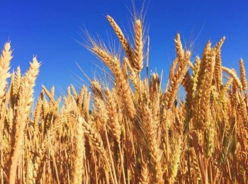 Las primeras previsiones de la FAO apuntan a un modesto aumento de la producción mundial de trigo en 2025