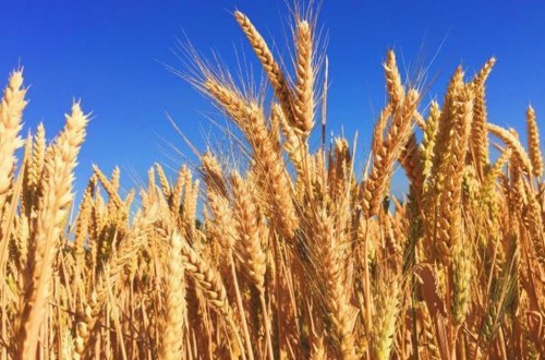 Las primeras previsiones de la FAO apuntan a un modesto aumento de la producción mundial de trigo en 2025
