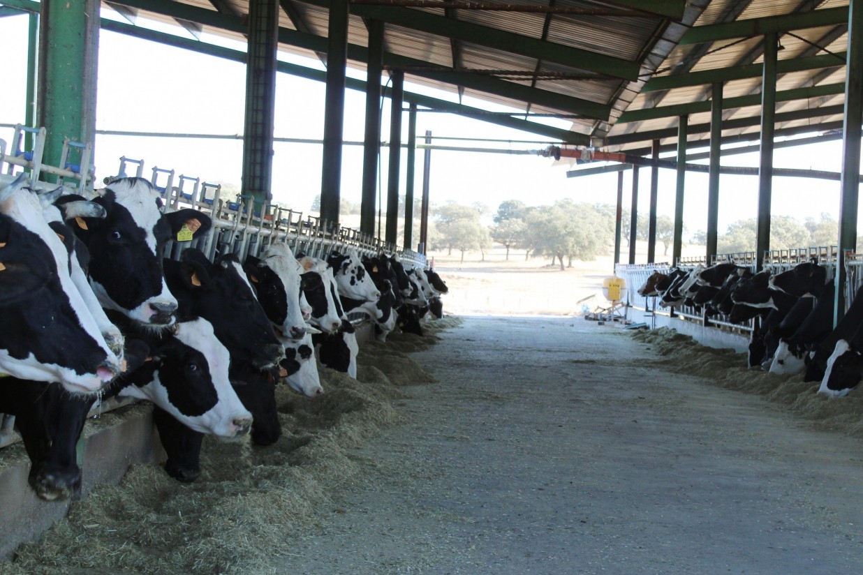 El MAPA plantea límites legales de 725 vacas lecheras o de 1.500 terneros de cebo por explotación bovina