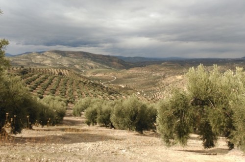 Métodos de control de la mosca del olivo, una de sus principales plagas