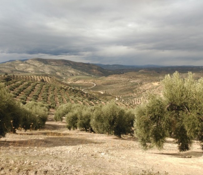Métodos de control de la mosca del olivo, una de sus principales plagas