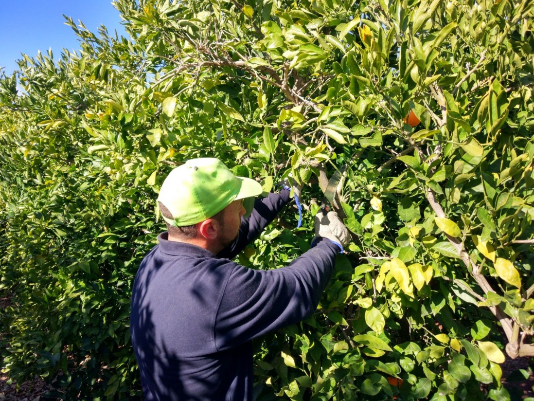 ASAJA:  la subida del SMI es la «gota que colma el vaso» en un 2021 de fuertes aumentos de los costes de producción agrarios