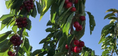 Frutales de zonas templadas: melocotón y cerezo