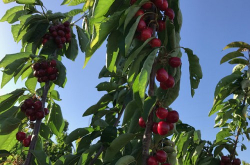 Frutales de zonas templadas: melocotón y cerezo