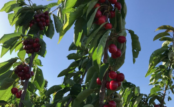 Frutales de zonas templadas: melocotón y cerezo