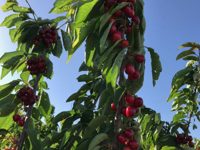 Frutales de zonas templadas: melocotón y cerezo