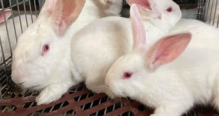 De Heus lanza un nuevo programa nutricional para conejos