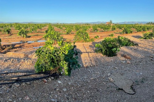 El Gobierno da una ayuda mínima de 5.000 euros a cada productor con pérdidas por la dana