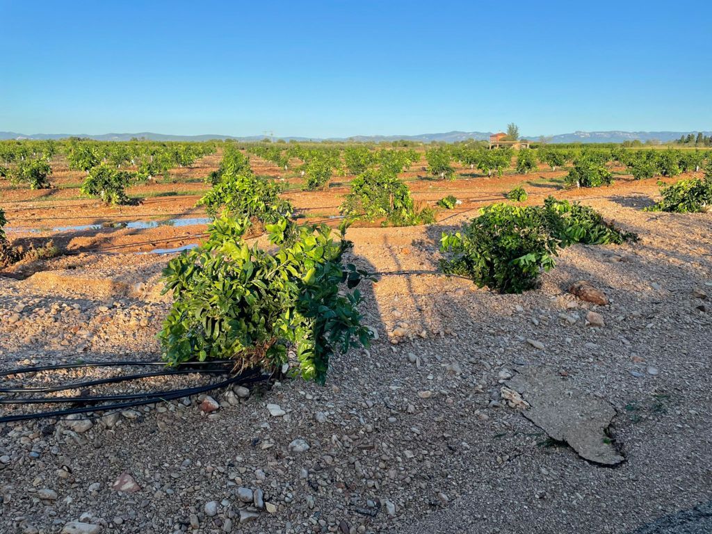 El Gobierno da una ayuda mínima de 5.000 euros a cada productor con pérdidas por la dana