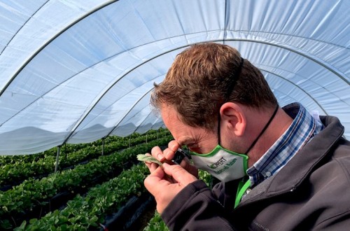 Koppert presentará sus nuevas estrategias de control biológico en el Congreso Internacional de Frutos Rojos