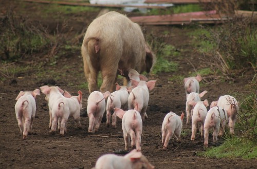 Trastornos entéricos en lechones: alternativas no antibióticas