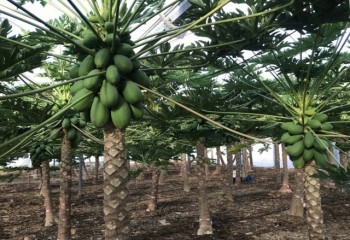 Frutales de clima tropical: papaya, pitaya y pasiflora