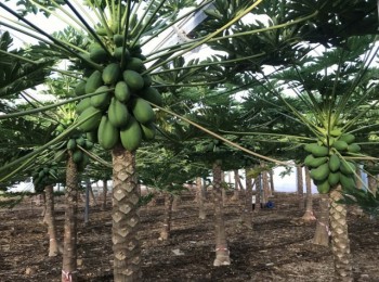 Frutales de clima tropical: papaya, pitaya y pasiflora