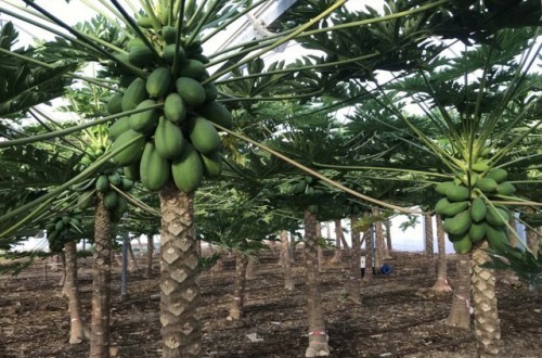 Frutales de clima tropical: papaya, pitaya y pasiflora