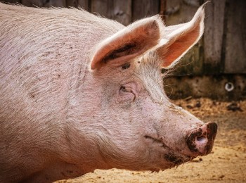 Influencia de la ventilación sobre la concentración de amoníaco y los rendimientos productivos en engordes de porcino