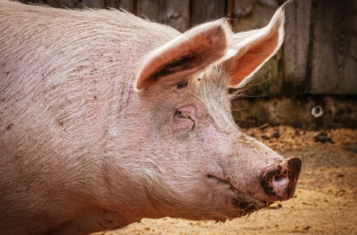 Influencia de la ventilación sobre la concentración de amoníaco y los rendimientos productivos en engordes de porcino