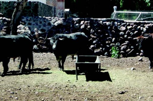 Beneficios de la aplicación del carro unifeed en ganado vacuno extensivo de lidia