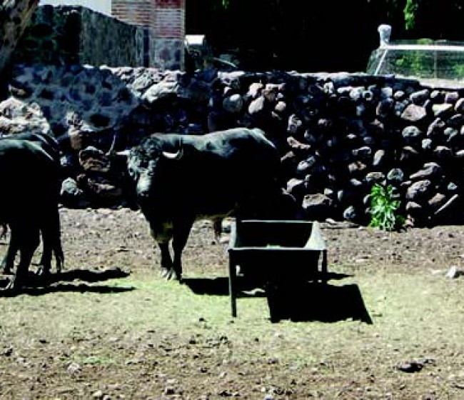 Beneficios de la aplicación del carro unifeed en ganado vacuno extensivo de lidia