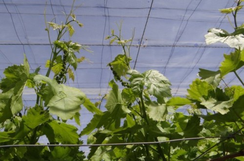 Frutales de clima mediterráneo: uva de mesa e higuera