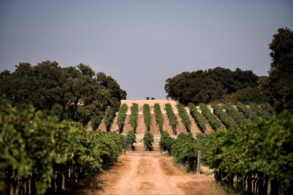 Menos potencial vitícola y más superficie plantada de viñedo al final de la campaña 2020/21