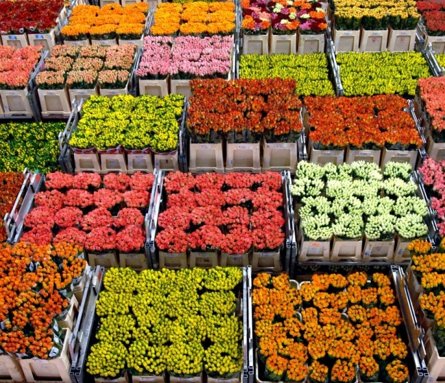 La exportación de flor cortada española crece un 49% en el último lustro