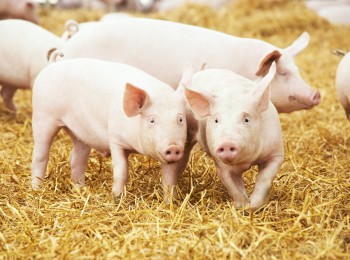 Indicadores de porcino. Evolución de los principales índices de 2010 a 2020