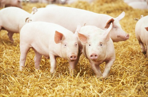 Indicadores de porcino. Evolución de los principales índices de 2010 a 2020