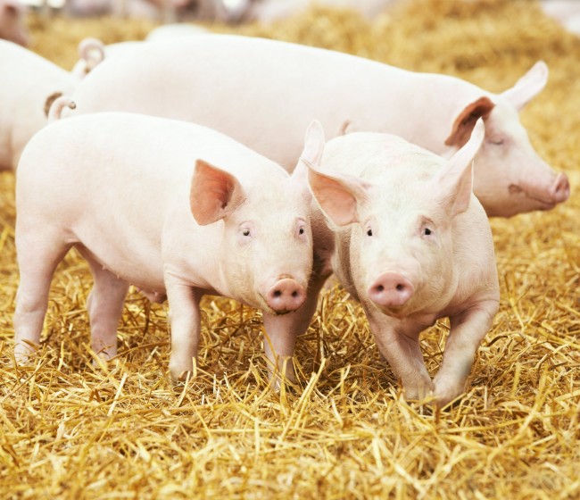 Indicadores de porcino. Evolución de los principales índices de 2010 a 2020