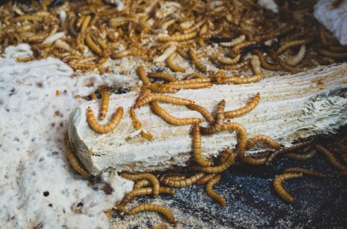 Bioproinsect, obtención de nuevos productos a través del bioprocesamiento de insectos