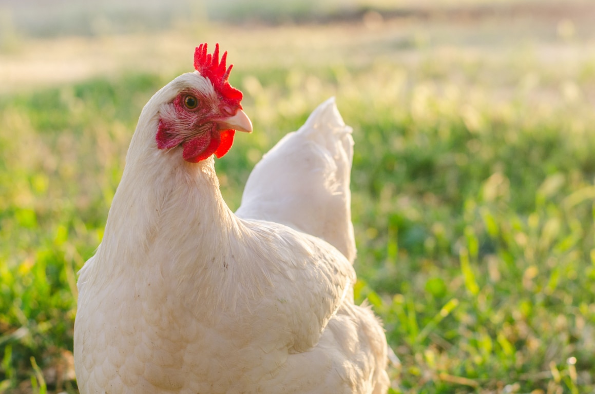 El sector avícola alerta que podría perder más de 300 M€ por el incremento de costes