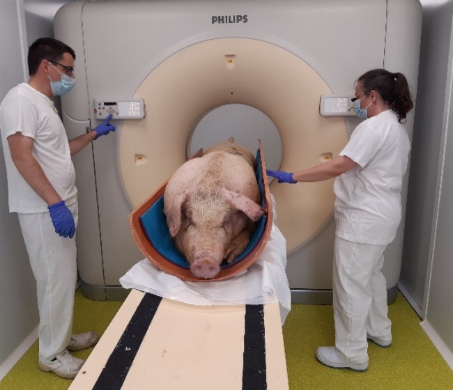 El uso de la unidad móvil de tomografía computarizada para mejorar la producción animal