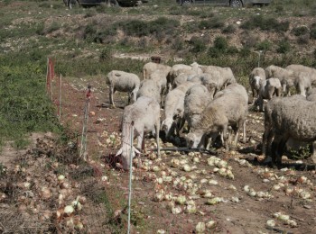 Anemia en rumiantes por consumo de plantas tóxicas