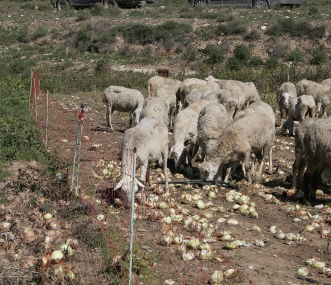 Anemia en rumiantes por consumo de plantas tóxicas