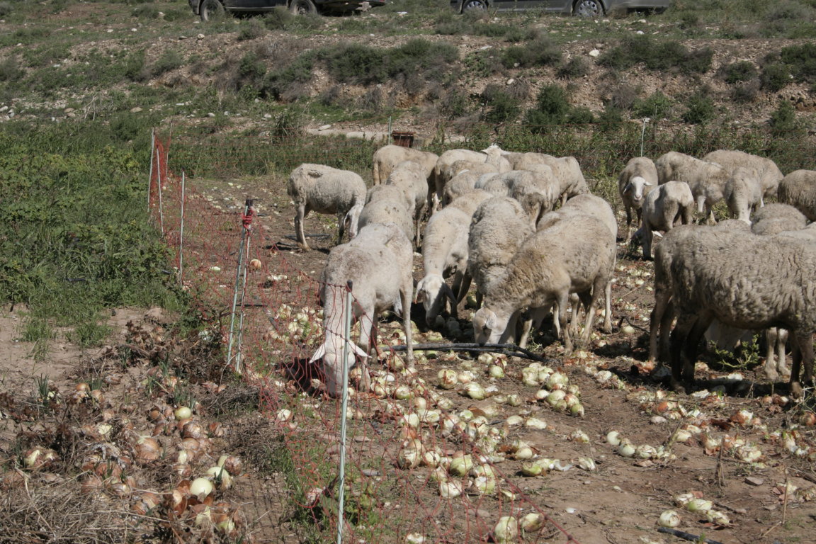 Anemia en rumiantes por consumo de plantas tóxicas