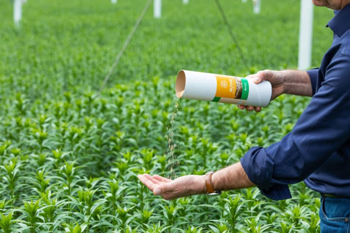 Nutari, el alimento suplementario de Koppert que acelera la instalación de los enemigos naturales