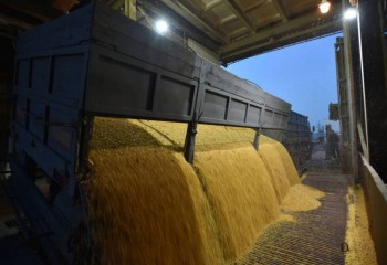 Ucrania exporta 1,1 Mt de cereales y legumbres en enero, un 26% más que en 2023