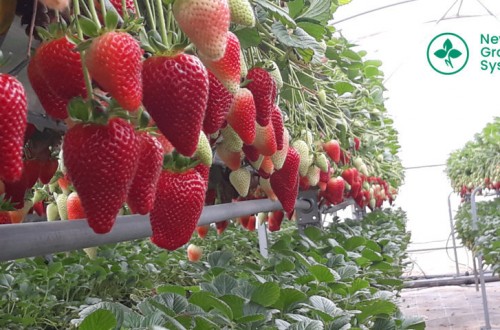 New Growing System desarrolla un nuevo sistema de cultivo rotacional en bandejas para fresa