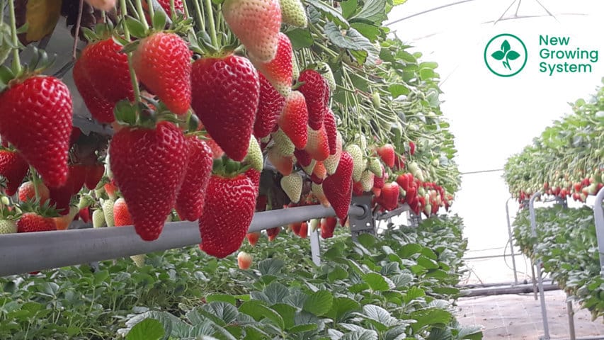 New Growing System desarrolla un nuevo sistema de cultivo rotacional en bandejas para fresa