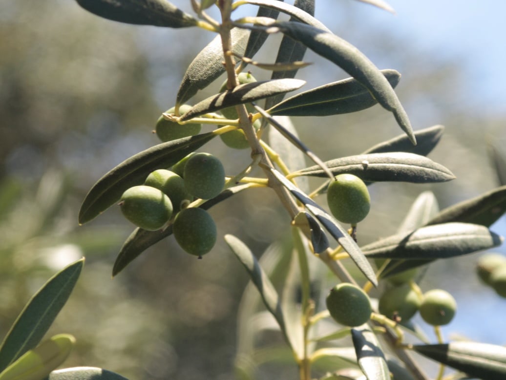 La producción de aceituna verdeable cierra con un aforo de 593.000 t en 2021/22