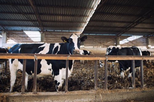 Substrate AI prepara la granja de producción lechera del futuro mediante el uso de la inteligencia artificial