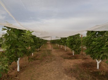 Análisis del sistema de formación en espaldera en el cultivo de la higuera